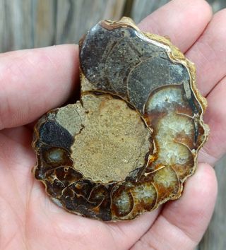 2 partes de Ammonite