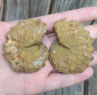 2 partes de Ammonite