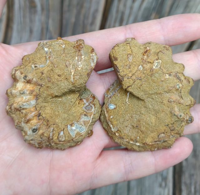 2 partes de Ammonite