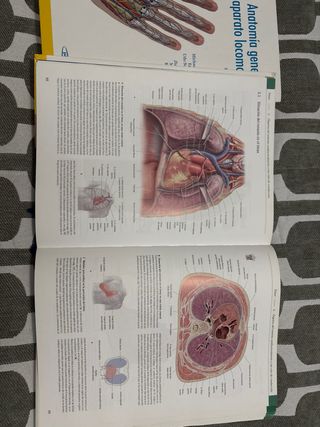 Texto y Atlas Anatom.3aEd,T3: Cabeza, Cuello y ...