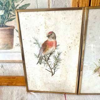 Pareja cuadros aves antiguas - Ornitología