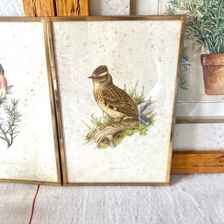 Pareja cuadros aves antiguas - Ornitología