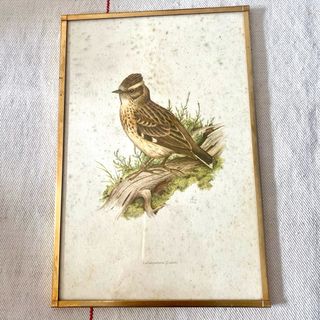 Pareja cuadros aves antiguas - Ornitología