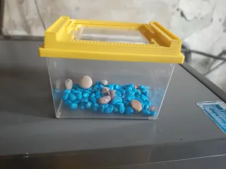 Pecera transparente con tapa amarilla