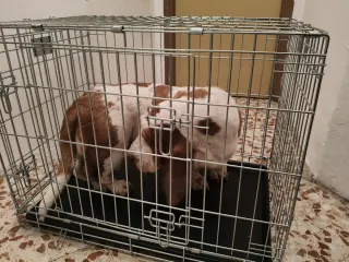 Transportín Jaula Perro Savic