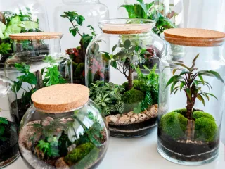 Terrarios, fuentes y cascadas decorativas