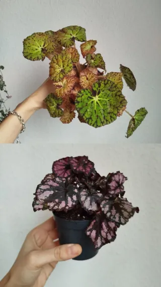 Pack 2 OFERTA Plantas Begonia