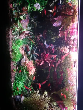 Lote Roberto Quesada plantas acuario