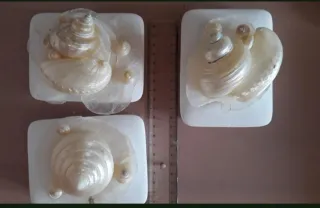 Scatole in ceramica con conchiglie
