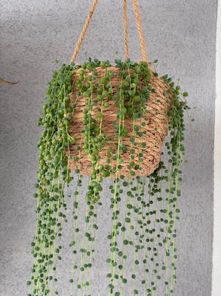 Planta Rosario Maceta Metálica