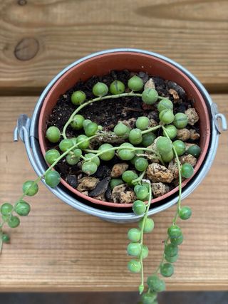 Planta Rosario Maceta Metálica