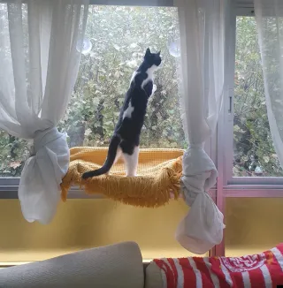 Hamaca para mascotas