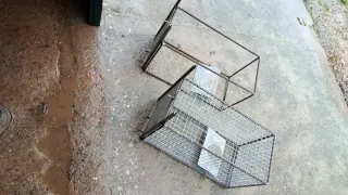 Trampa para alimañas de alambre