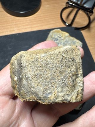 Lote 3 corales fósiles (500 M.a) - León