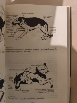 Inteligencia de los Perros, ediciones B SA