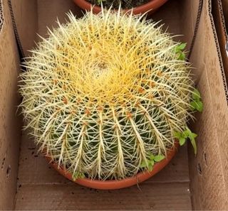 Echinocactus Grusoni - Cuscino della Suocera
