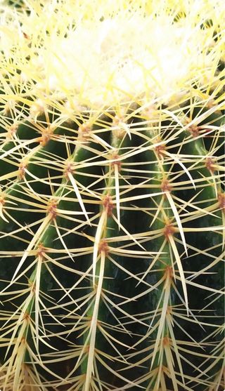 Echinocactus Grusoni - Cuscino della Suocera