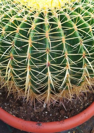 Echinocactus Grusoni - Cuscino della Suocera