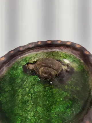 4 Caracoles Decorativos "17"