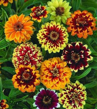 Set Fiori & Hemerocallis – Speciale  Selezione