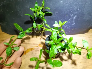 hygrophila polysperma