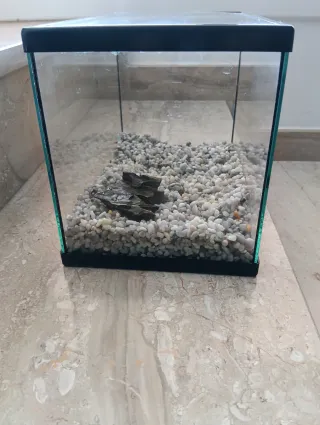 Acuario / terrario