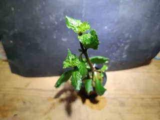 hygrophila difformis