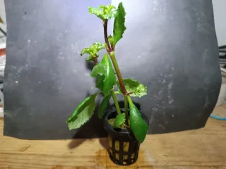 hygrophila difformis