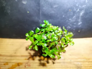 ROTALA ROTUNDIFOLIA