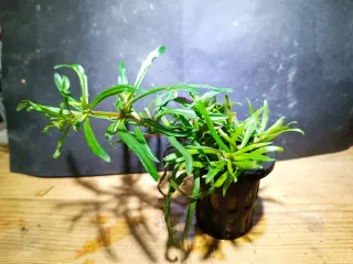 Pogostemon Stellatus Octopus