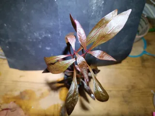 ALTERNANTHERA SESSILIS