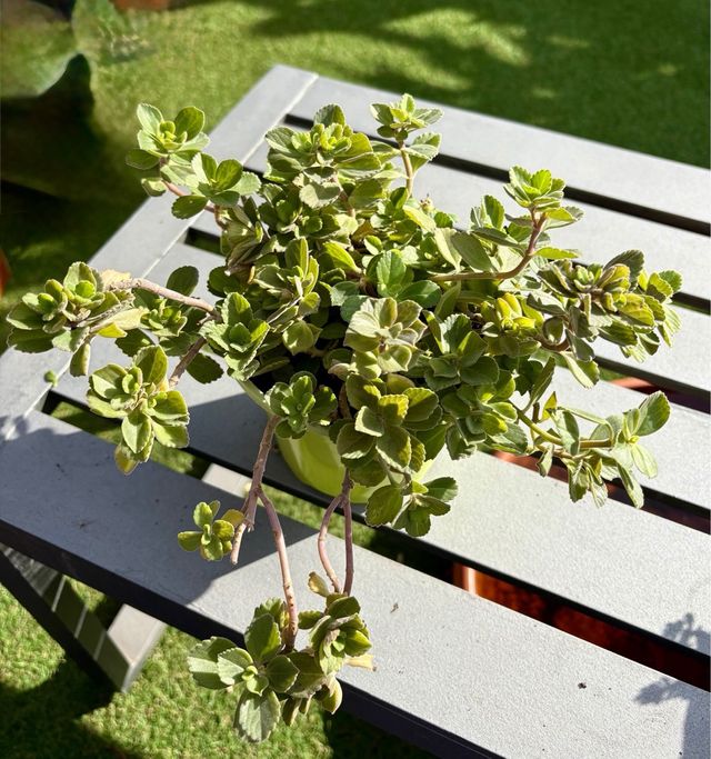 Orégano Cubano/Francés en Maceta