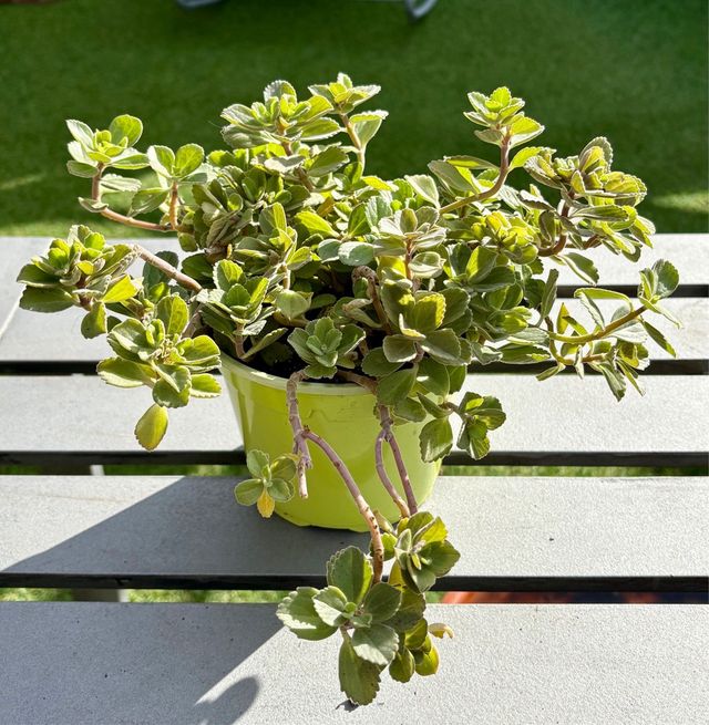 Orégano Cubano/Francés en Maceta