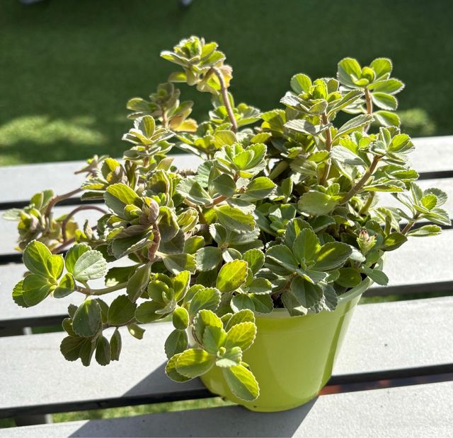 Orégano Cubano/Francés en Maceta