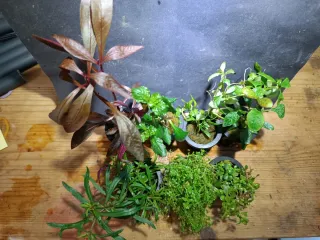 Pack 7 plantas de acuario