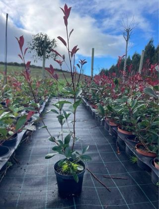 Lote 25 Photinias