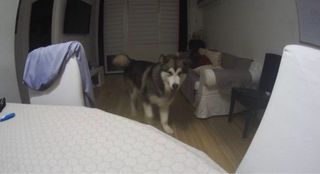 Furbo Cámara para Perros