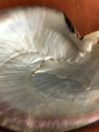 Posacenere conchiglia e argento 925