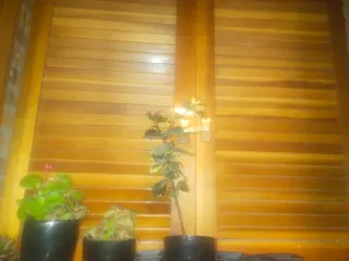 Contraventanas madera natural varias medidas