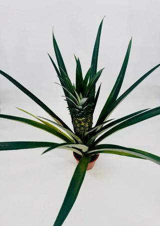 Pianta di ananas con frutto