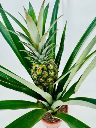 Pianta di ananas con frutto