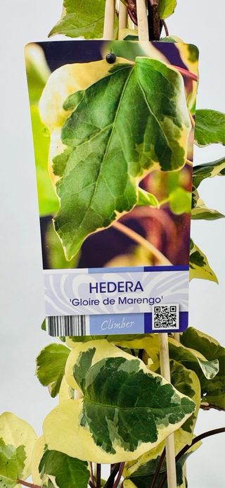 Piante di Edera Variagata (3 vasi)