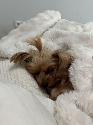 Servicios cuidando mascotas y animales