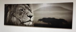 Cuadro de león en blanco y negro