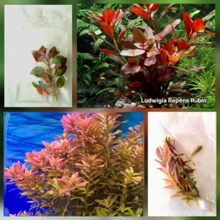 Pack 50x | 9 espécies de Plantas de Acuario