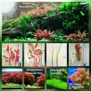 Pack 50x | 9 espécies de Plantas de Acuario