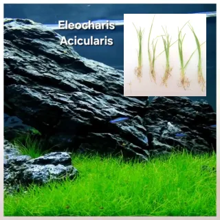 Pack 50x | 9 espécies de Plantas de Acuario