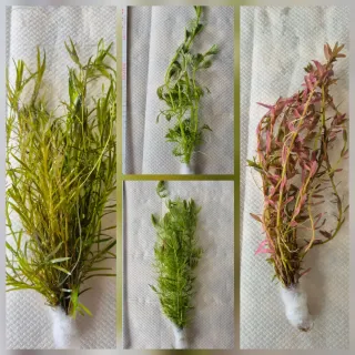 Pack 50x | 9 espécies de Plantas de Acuario