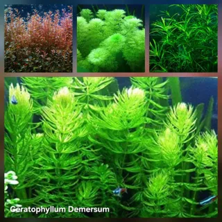 Pack 50x | 9 espécies de Plantas de Acuario