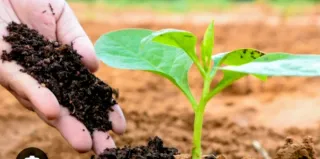 Población para compostaje doméstico